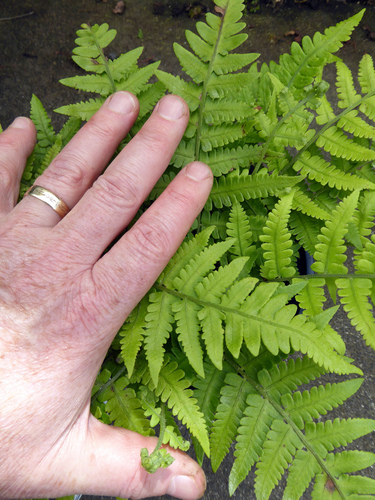 Deparia petersenii ssp. petersenii