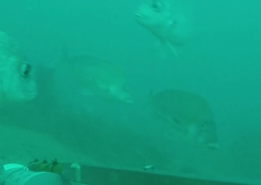 Nemadactylus douglasii