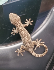 Gekko tawaensis