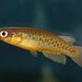 Aplocheilid Killifishes - Photo (c) wetlander, some rights reserved (CC BY-NC), uploaded by wetlander