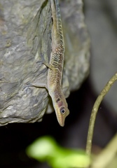 Anolis bartschi