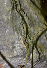 Anolis bartschi