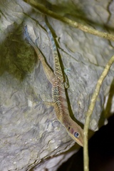 Anolis bartschi