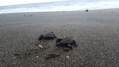 Lepidochelys olivacea