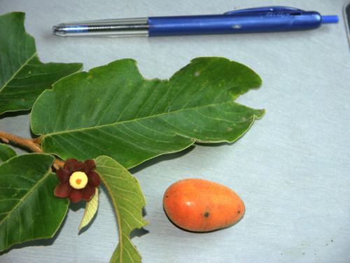 Torres Strait scrambler (Uvaria rufa)