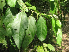 Acalypha diversifolia