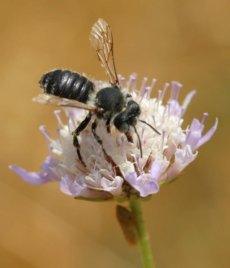 Hoplitis praestans