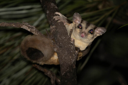 Savanna Glider (Petaurus ariel) — Data Deficient Mammalia