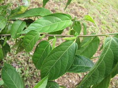 Acalypha diversifolia