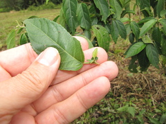 Acalypha diversifolia