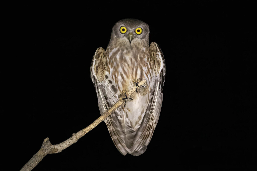 Barking Owl photo