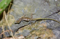 Anolis bartschi