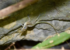 Anolis bartschi