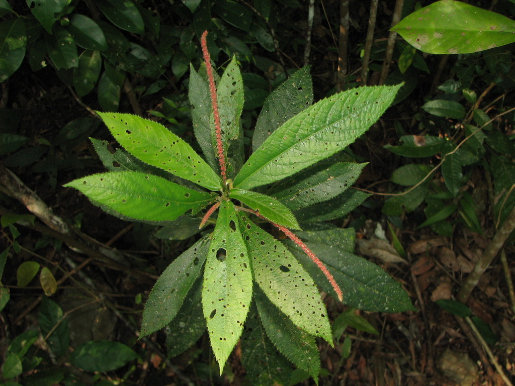 Acalypha gentlei Atha 2