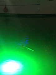 Megalops atlanticus