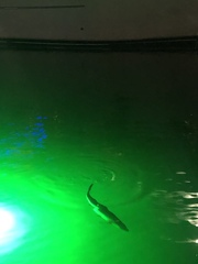 Megalops atlanticus