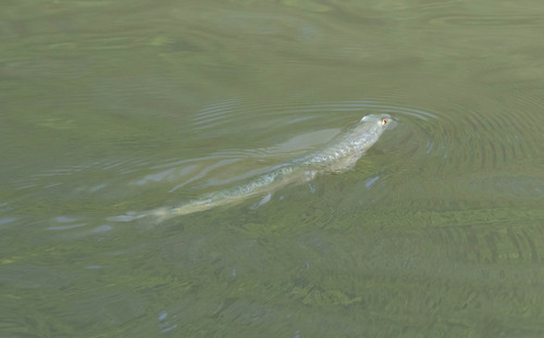 Shark mullet (Rhinomugil nasutus) — Mugilidae — 4