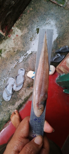 Long tonguesole (Cynoglossus lingua) — Cynoglossidae