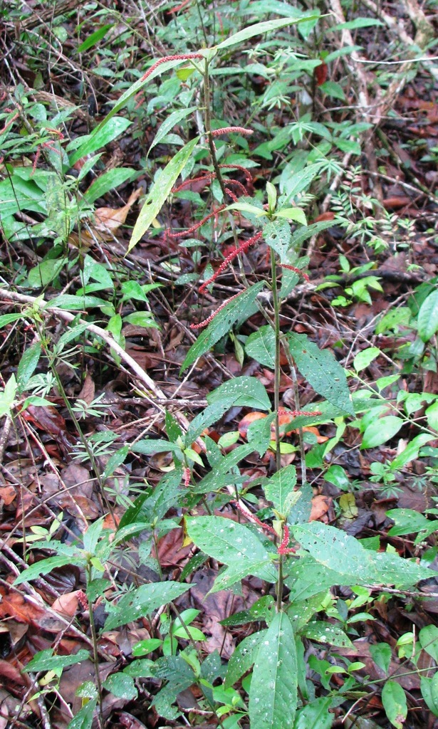 Acalypha gentlei Atha 3