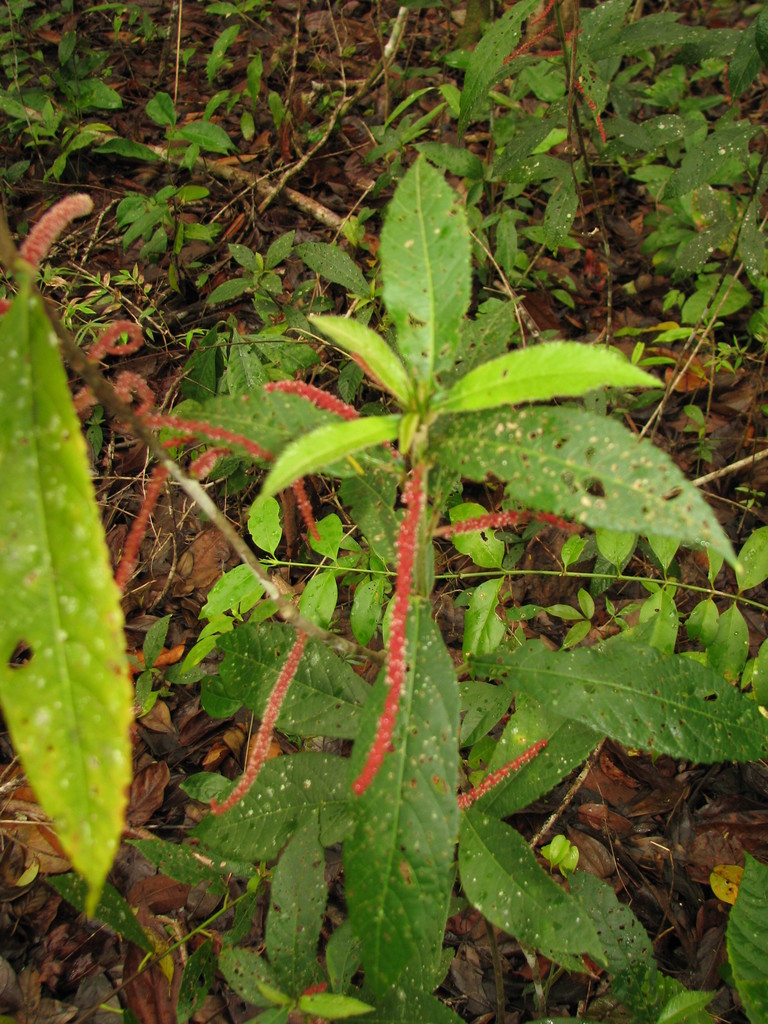 Acalypha gentlei Atha 4