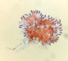 Saccobolus depauperatus