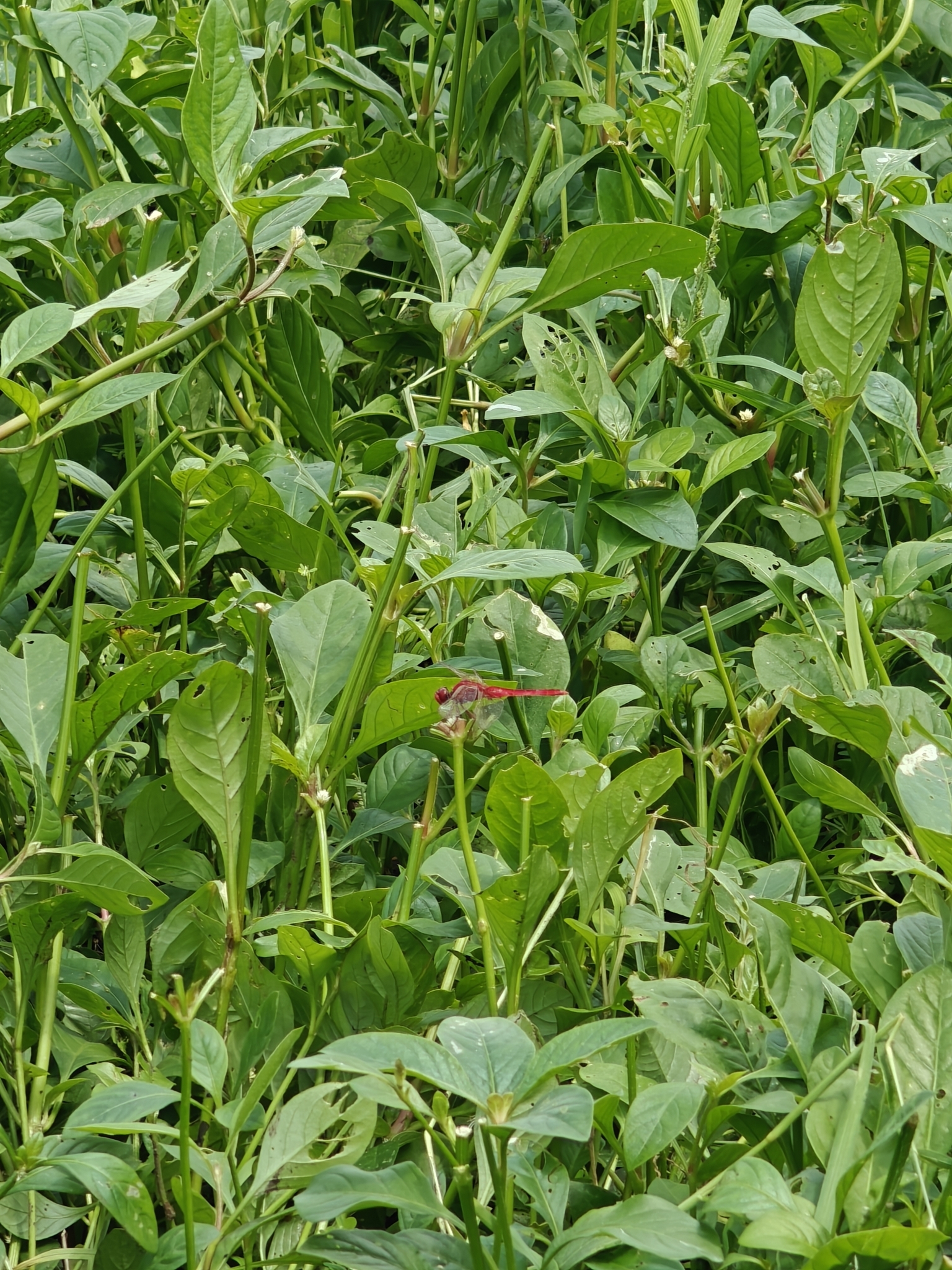 Scarlet Skimmer