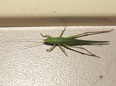 Euconocephalus nasutus