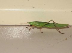 Euconocephalus nasutus