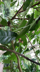 Glycosmis parviflora