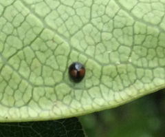 Serangium maculigerum