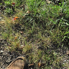 Sporobolus vaginiflorus