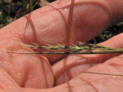 Sporobolus vaginiflorus