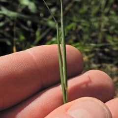 Sporobolus vaginiflorus