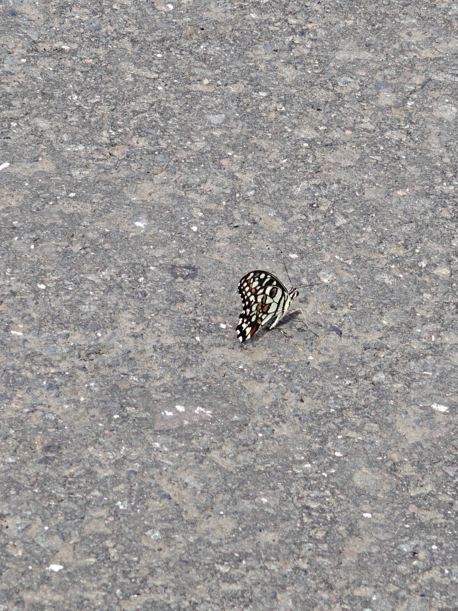 Lime Swallowtail