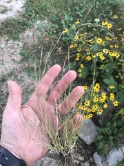 Sporobolus vaginiflorus