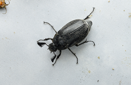 Tocama observed 2025-05-18
