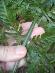 Asplenium bulbiferum