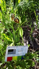 Pterostylis cucullata