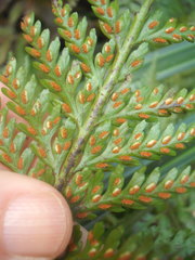 Asplenium bulbiferum