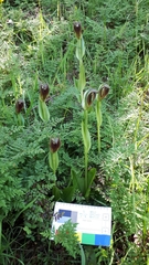 Pterostylis cucullata