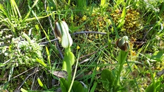 Pterostylis cucullata