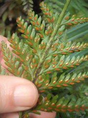 Asplenium bulbiferum