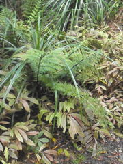 Asplenium bulbiferum