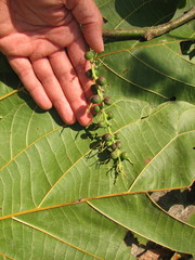 Alchornea latifolia
