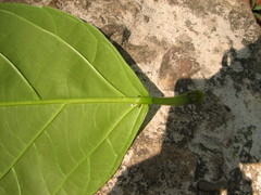 Alchornea latifolia