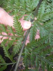 Asplenium bulbiferum