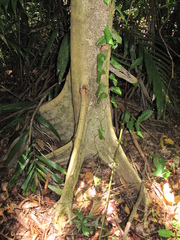 Alchornea latifolia