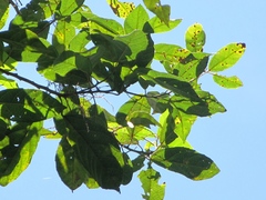 Alchornea latifolia
