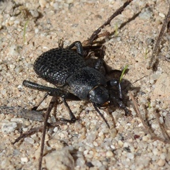 Cryptoglossa variolosa