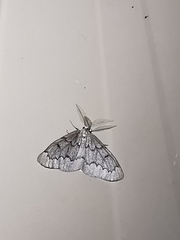 Nepytia pellucidaria